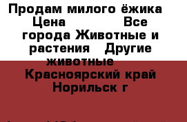 Продам милого ёжика › Цена ­ 10 000 - Все города Животные и растения » Другие животные   . Красноярский край,Норильск г.